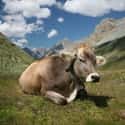 Switzerland Cow Suicides on Random Strange Cases of Mysterious Mass Animal Deaths