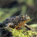German Exploding Toads on Random Strange Cases of Mysterious Mass Animal Deaths