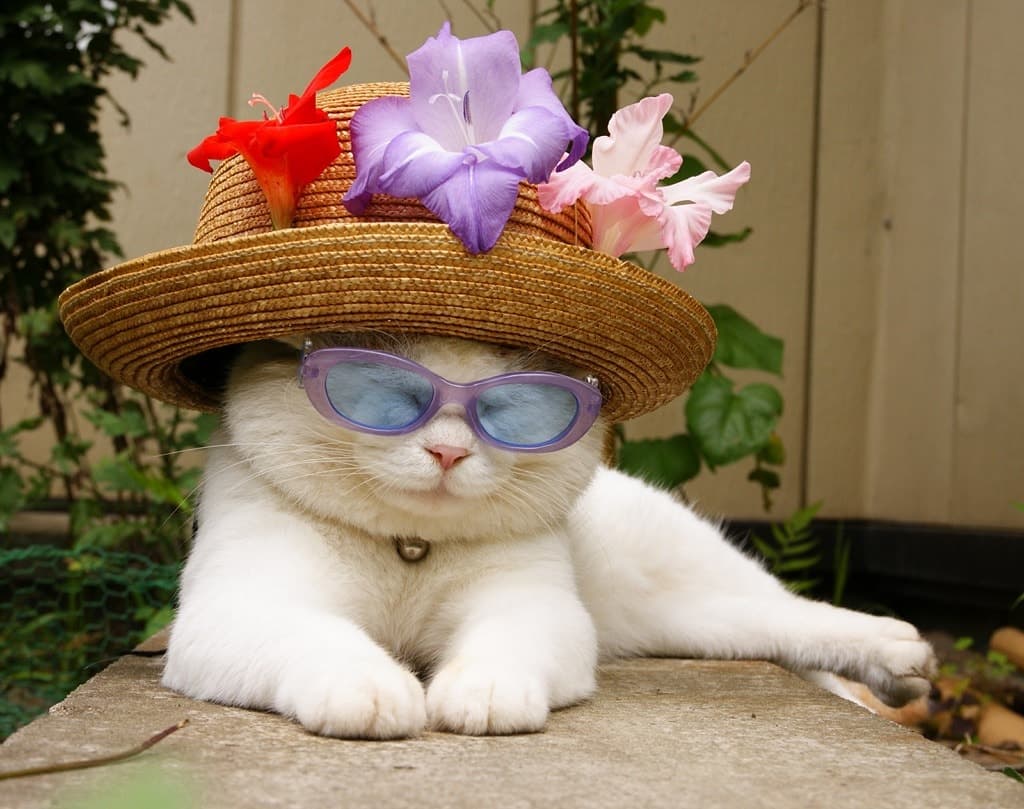 30 Adorable Pictures of Cats Wearing Glasses