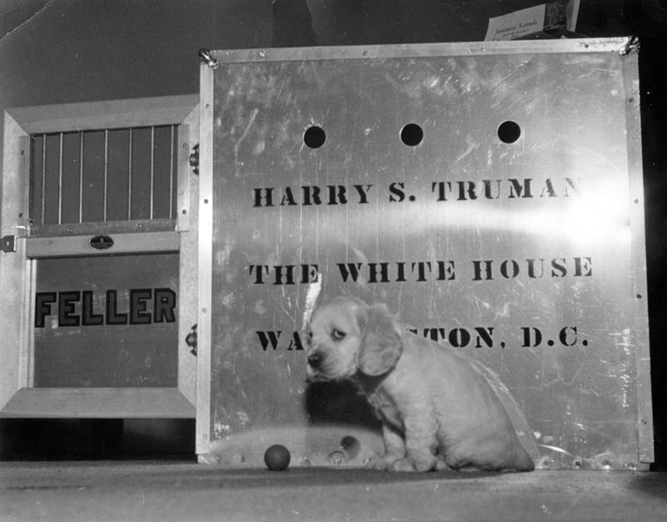 Feller, The Adorable Puppy Who Was Given To President Truman