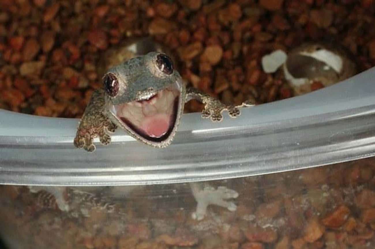 This Lizard Who Can't Believe It's You