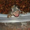 This Lizard Didn't Expect a House Guest, But Is So Excited for You to Come In! on Random Animals Who Are Loving Life
