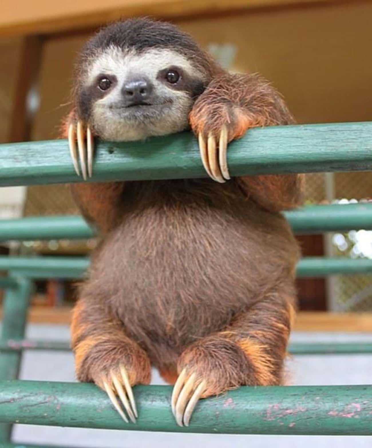 This Happily Chilling Sloth