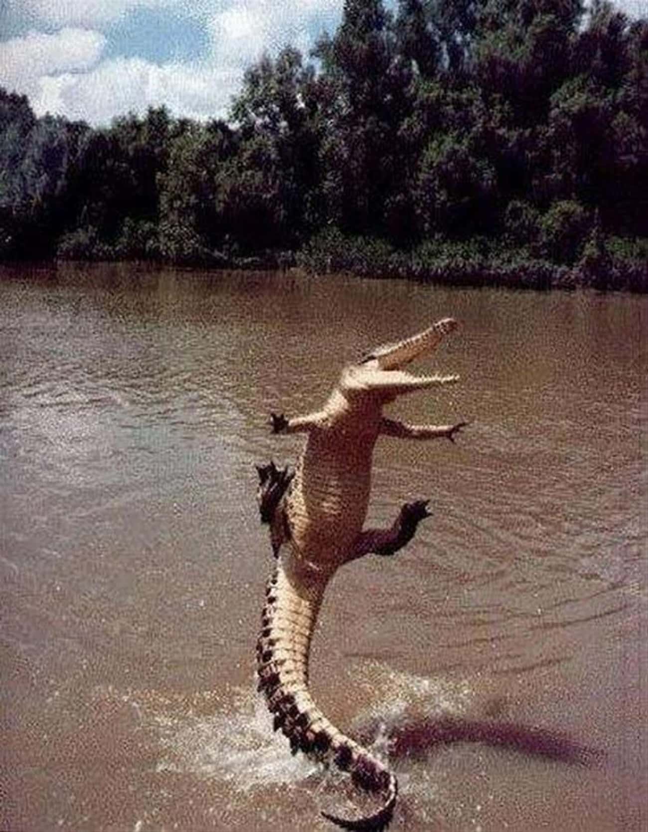 This Leaping Alligator