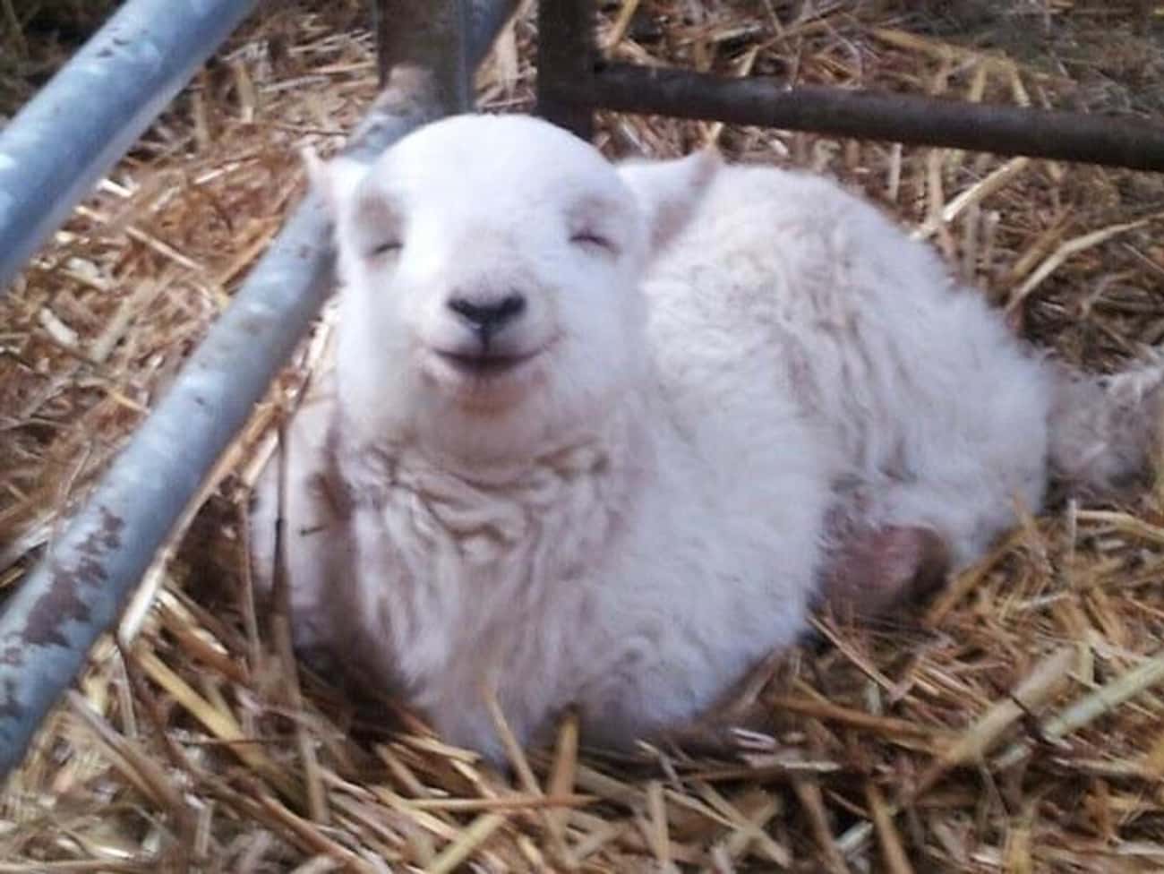 This Happy Napping Lamb
