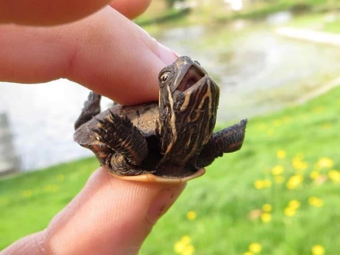 This Ticklish Turtle