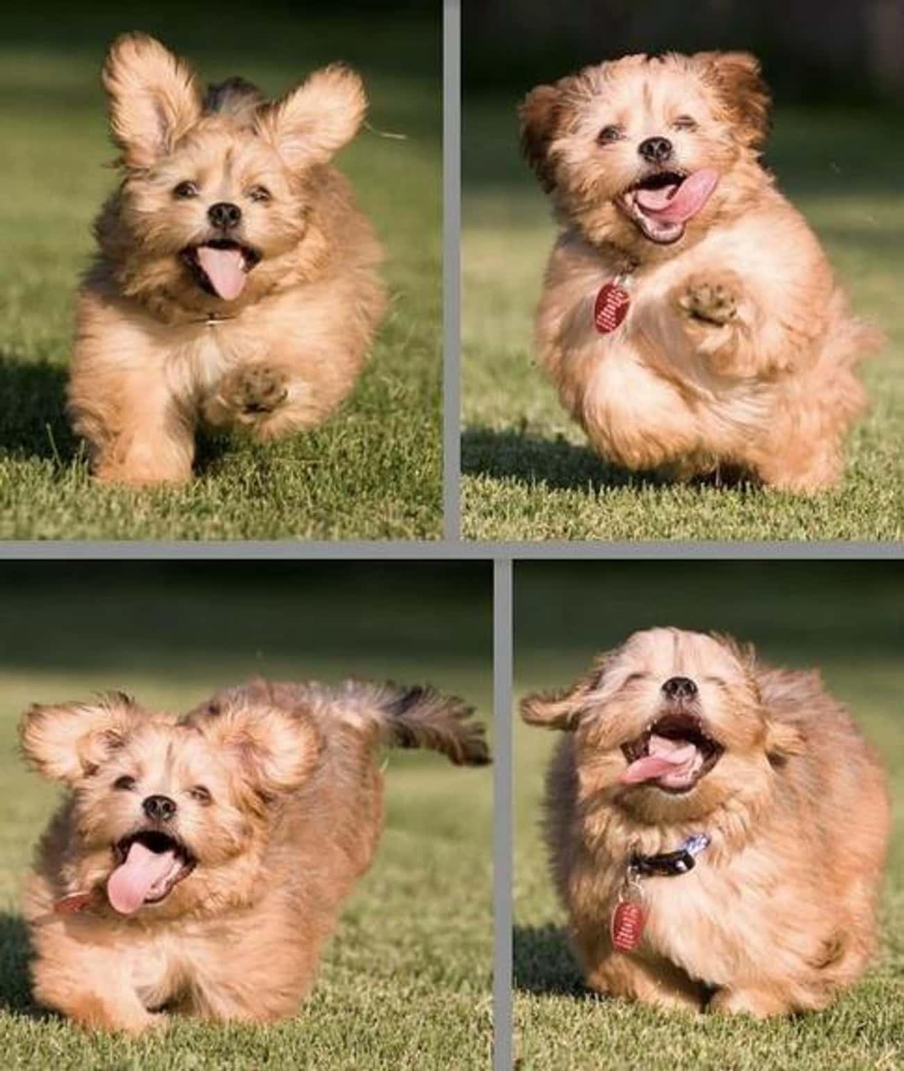 This Very Very Excited Puppy