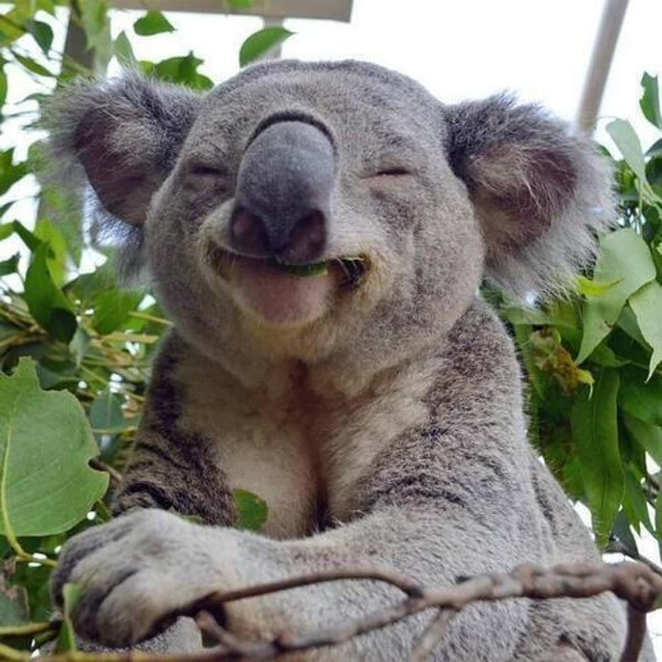 This Relaxed Koala