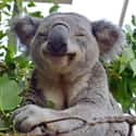 This Koala, Who Defies His Species' Reputation on Random Animals Who Are Loving Life