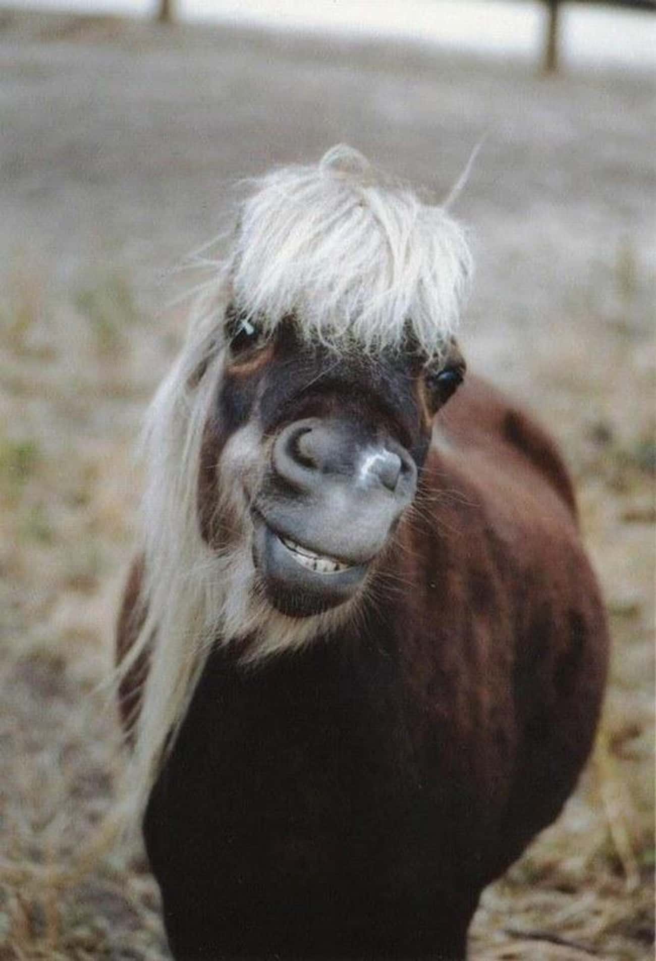 This Smiling Pony