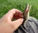 This Baby Crocodile Loves Getting Petted on Random Animals Who Are Loving Life
