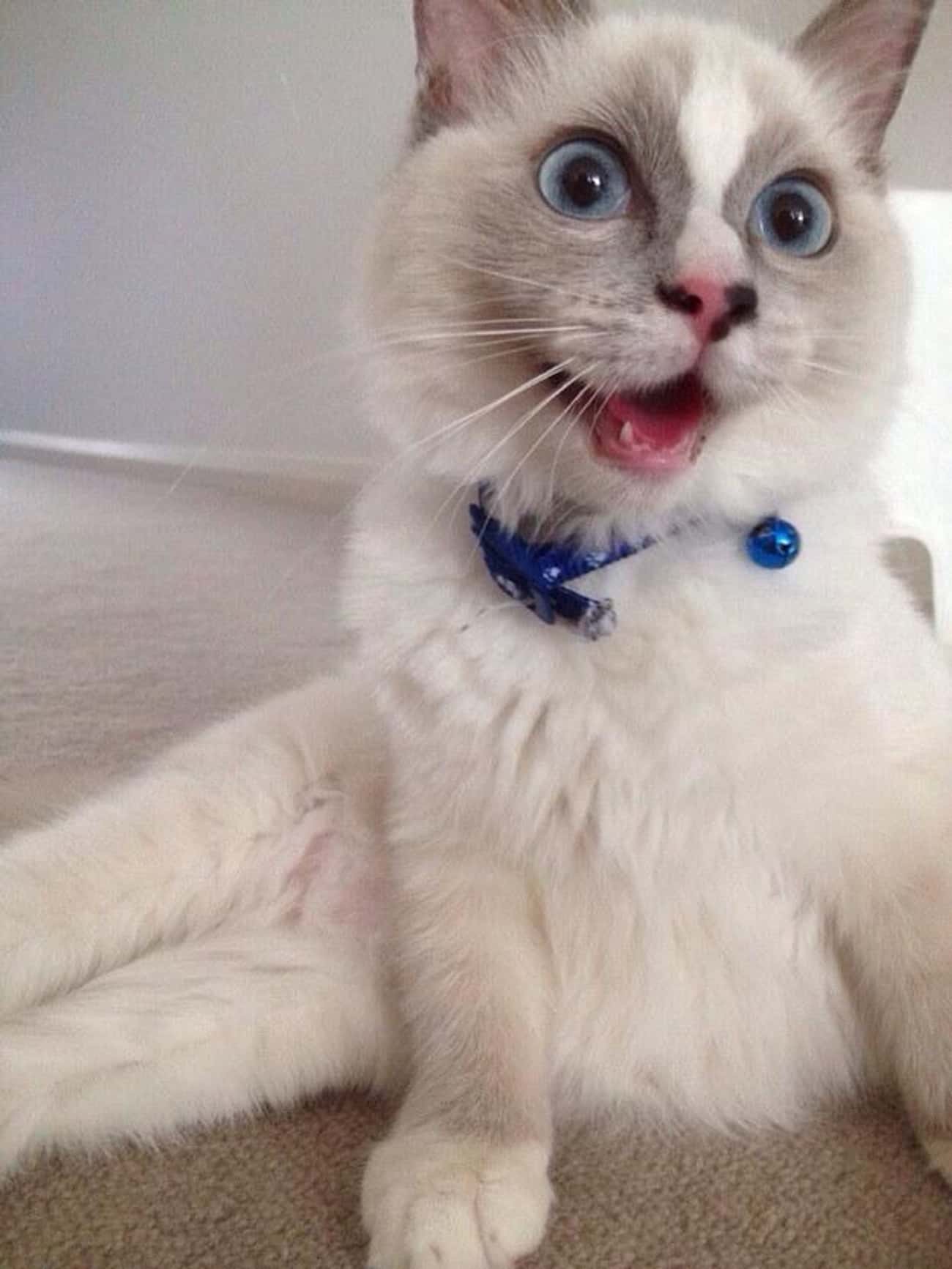 This Enthusiastic Kitty Cat
