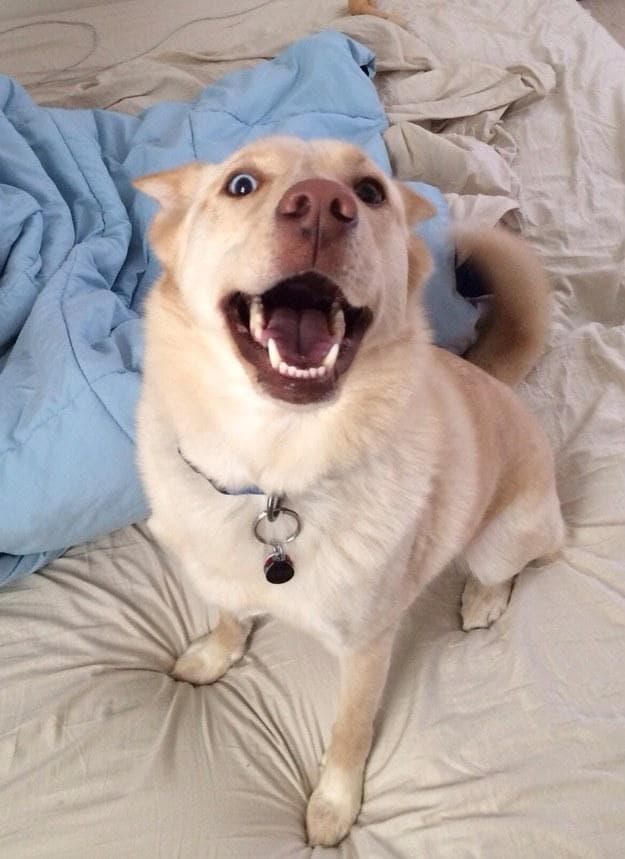 Не сильно довольны им. Не сильно довольны им. Не сильно довольны им. Не сильно довольны им. Кот кайфует.