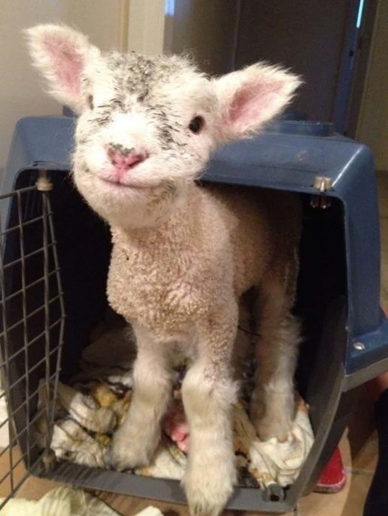 This Smiling Baby Lamb