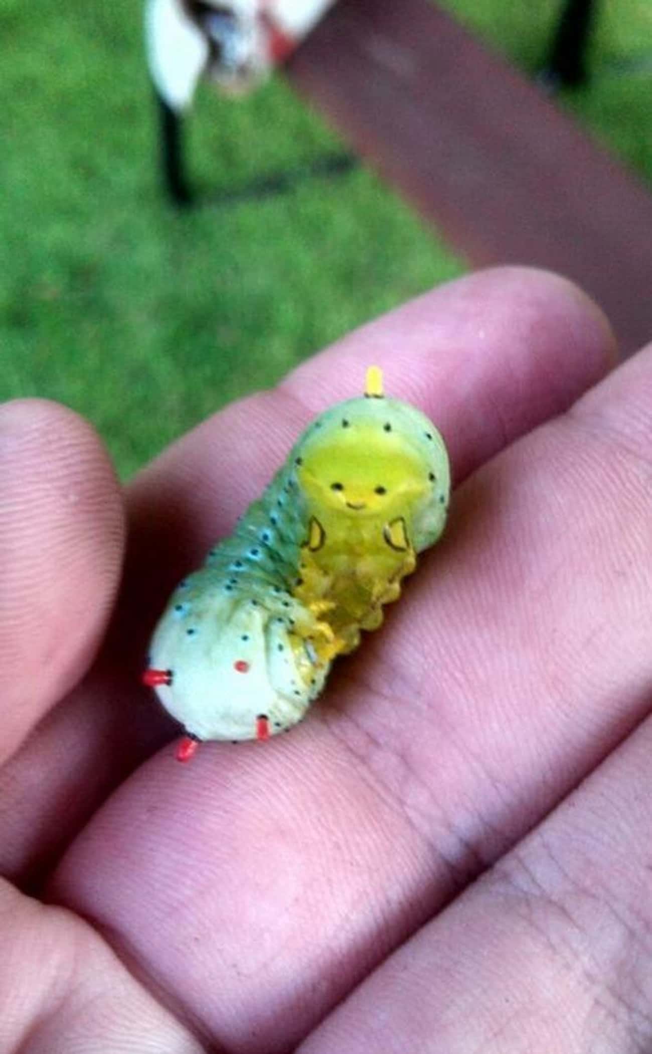This Shy Caterpillar