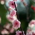 Cherry Blossoms on Random Best Flowers to Give a Woman