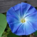 Heavenly Blue on Random Best Flowers to Give a Woman