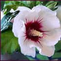 Rose of Sharon on Random Best Flowers to Give a Woman