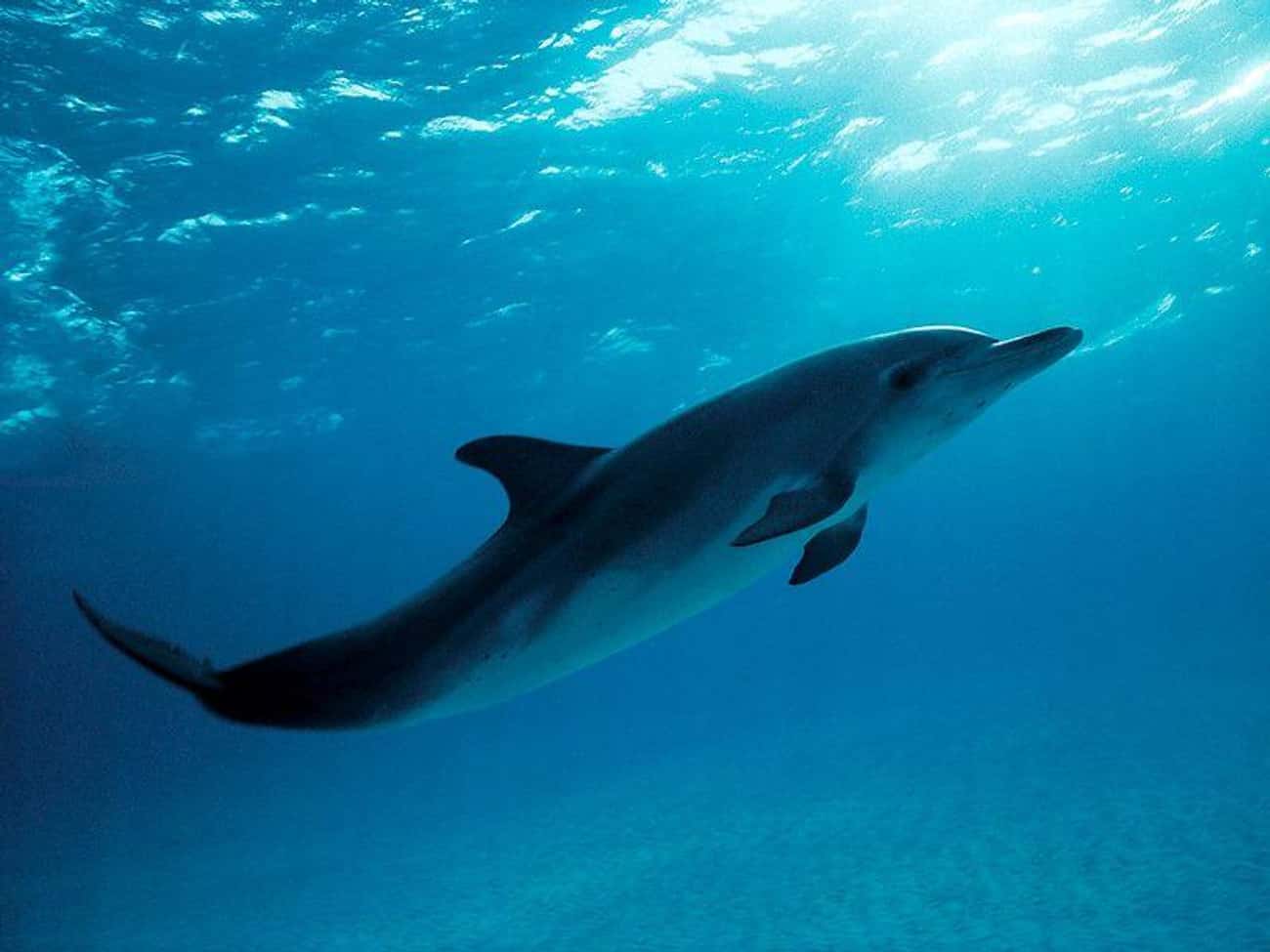 Dolphins Are Born With Hair