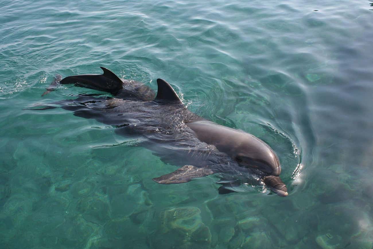 Dolphins Give Birth Differently Than Other Mammals