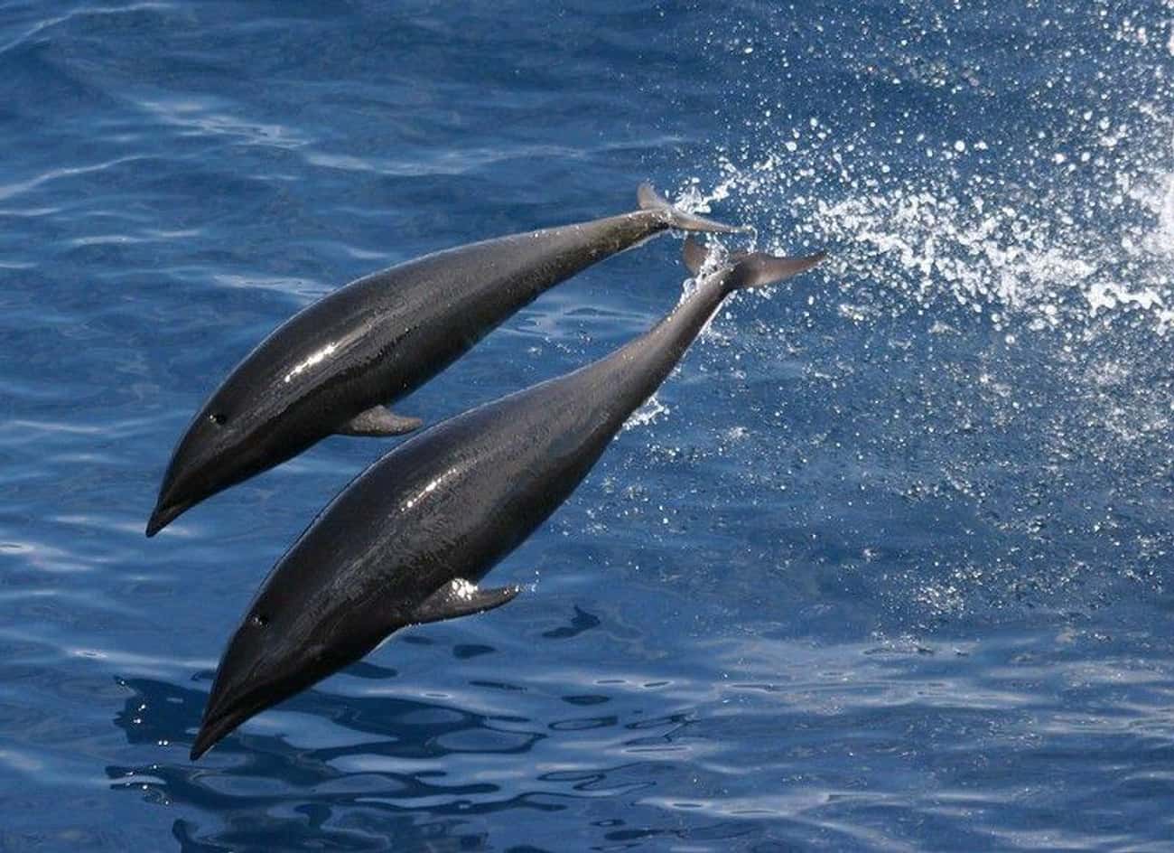 Dolphins Have Midwives During Labor