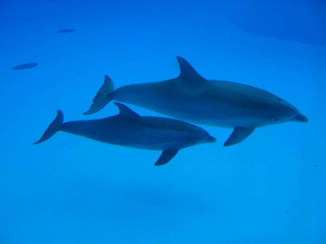 Размножение дельфинов