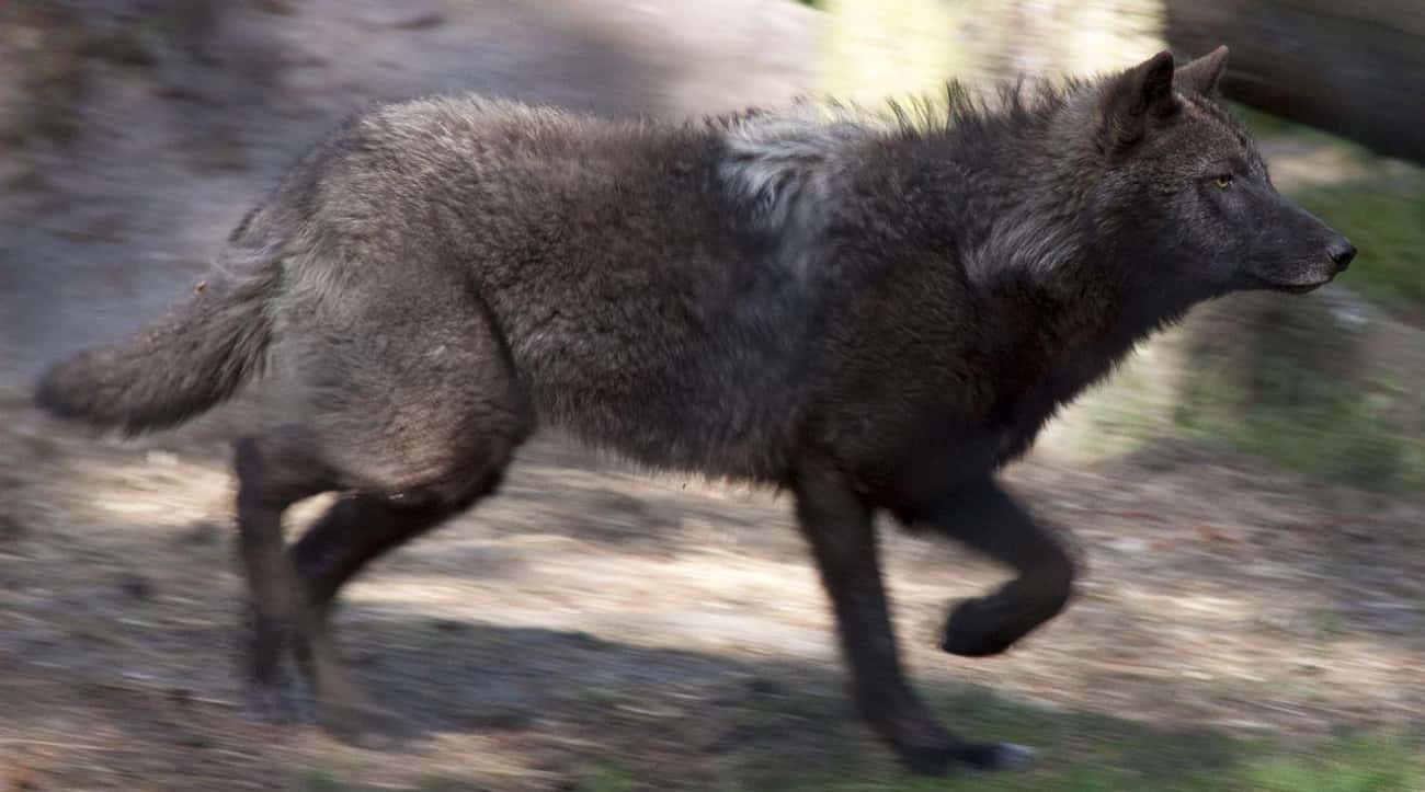 Wolves Can Run Up to 35 Miles Per Hour