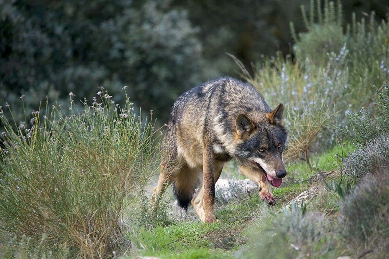 Wolves Can Smell You from Over a Mile Away