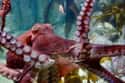 Octopuses Have Three Hearts on Random Fun Facts You Should Know About Octopuses