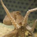 Octopus Arms Have Minds of Their Own on Random Fun Facts You Should Know About Octopuses