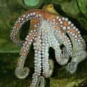 Octopuses Can Regrow Their Arms on Random Fun Facts You Should Know About Octopuses