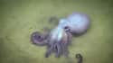 Male Octopuses Use Their Arms for Reproduction on Random Fun Facts You Should Know About Octopuses