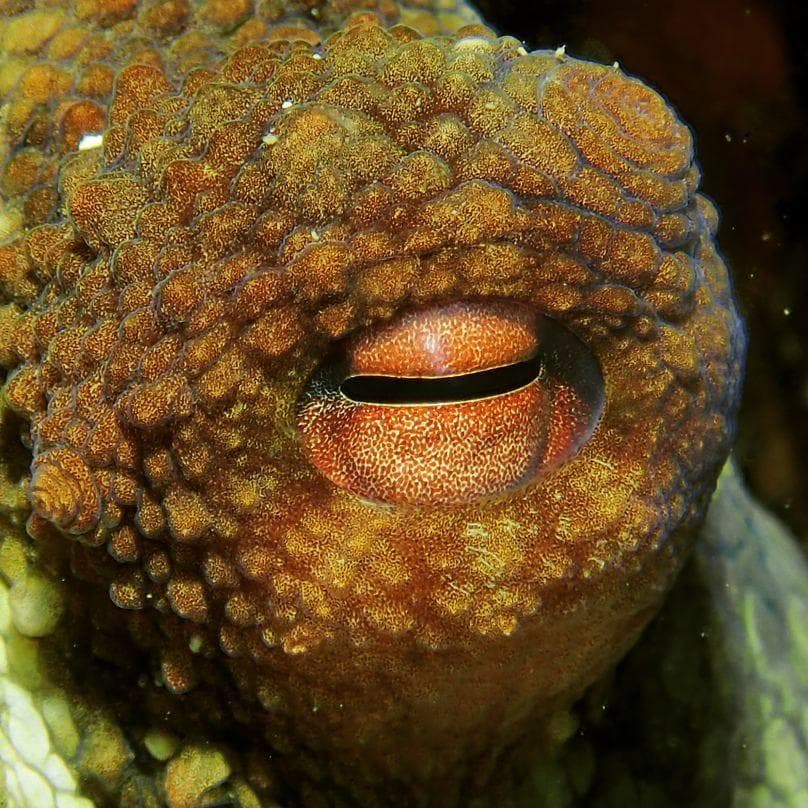 21 Cool Octopus Facts That Are Really Fascinating