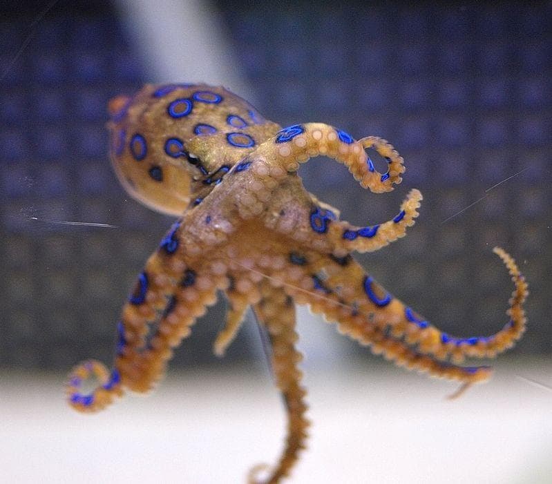 21 Cool Octopus Facts That Are Really Fascinating