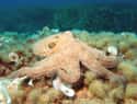 Octopuses Die After Mating on Random Fun Facts You Should Know About Octopuses