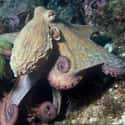 Octopuses Construct Gardens on Random Fun Facts You Should Know About Octopuses