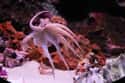 Octopuses Are Very Fast Swimmers on Random Fun Facts You Should Know About Octopuses