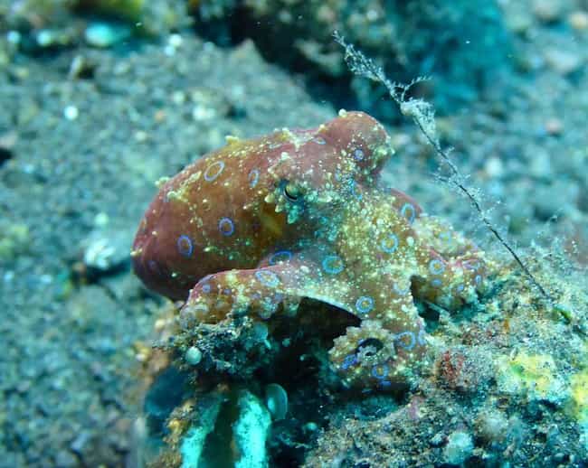 octopus camouflage