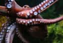 Octopuses Can Smell with Their Arms on Random Fun Facts You Should Know About Octopuses