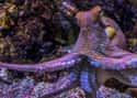 Octopuses Love Being Alone on Random Fun Facts You Should Know About Octopuses