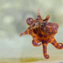 There Are Over 300 Species of Octopuses on Random Fun Facts You Should Know About Octopuses