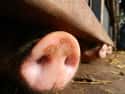 Pigs Have A Great Sense Of Smell, And They Use It To Find Delicious Food For Humans on Random Fun Facts You Should Know About Pigs That'll Make You Appreciate Them Even More