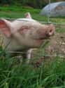 Pigs Are Fastidiously Clean on Random Fun Facts You Should Know About Pigs That'll Make You Appreciate Them Even More
