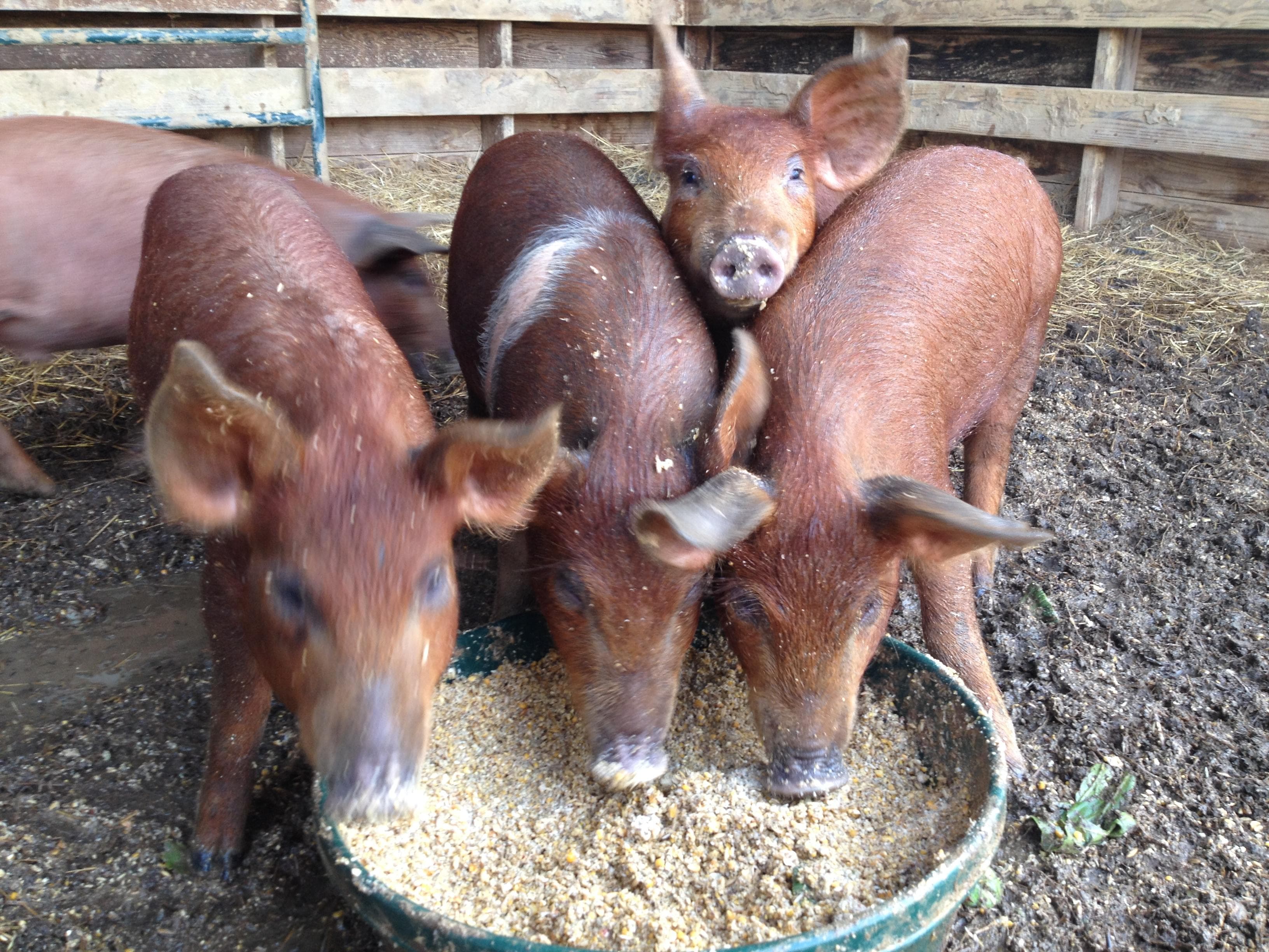 17 Fun Facts You Should Know About Pigs