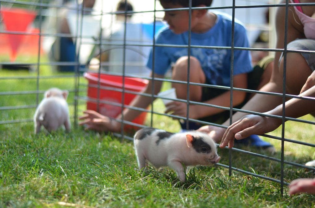 Random Fun Facts You Should Know About Pigs That'll Make You Appreciate Them Even More