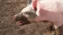 A Pig's Squeal Is Louder Than A Motorcycle on Random Fun Facts You Should Know About Pigs That'll Make You Appreciate Them Even More