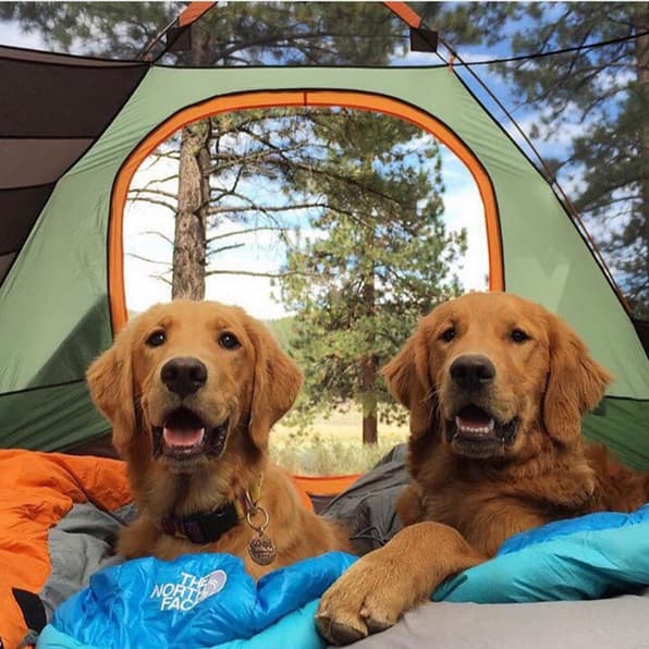 Camping with Dogs Cute Pictures of Dogs Camping, Ranked Best to Worst