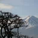The Forest Is In the Shadow of Mount Fuji on Random Haunting Facts About Japan's Suicide Forest