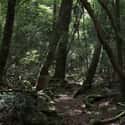 It's the Place With The Second Most Suicides in the World on Random Haunting Facts About Japan's Suicide Forest