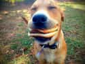 I Don't Think I Will Ever Be as Happy as This Dog with a Burger on Random Animals Who Are Loving Life